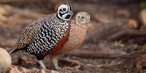 eBird